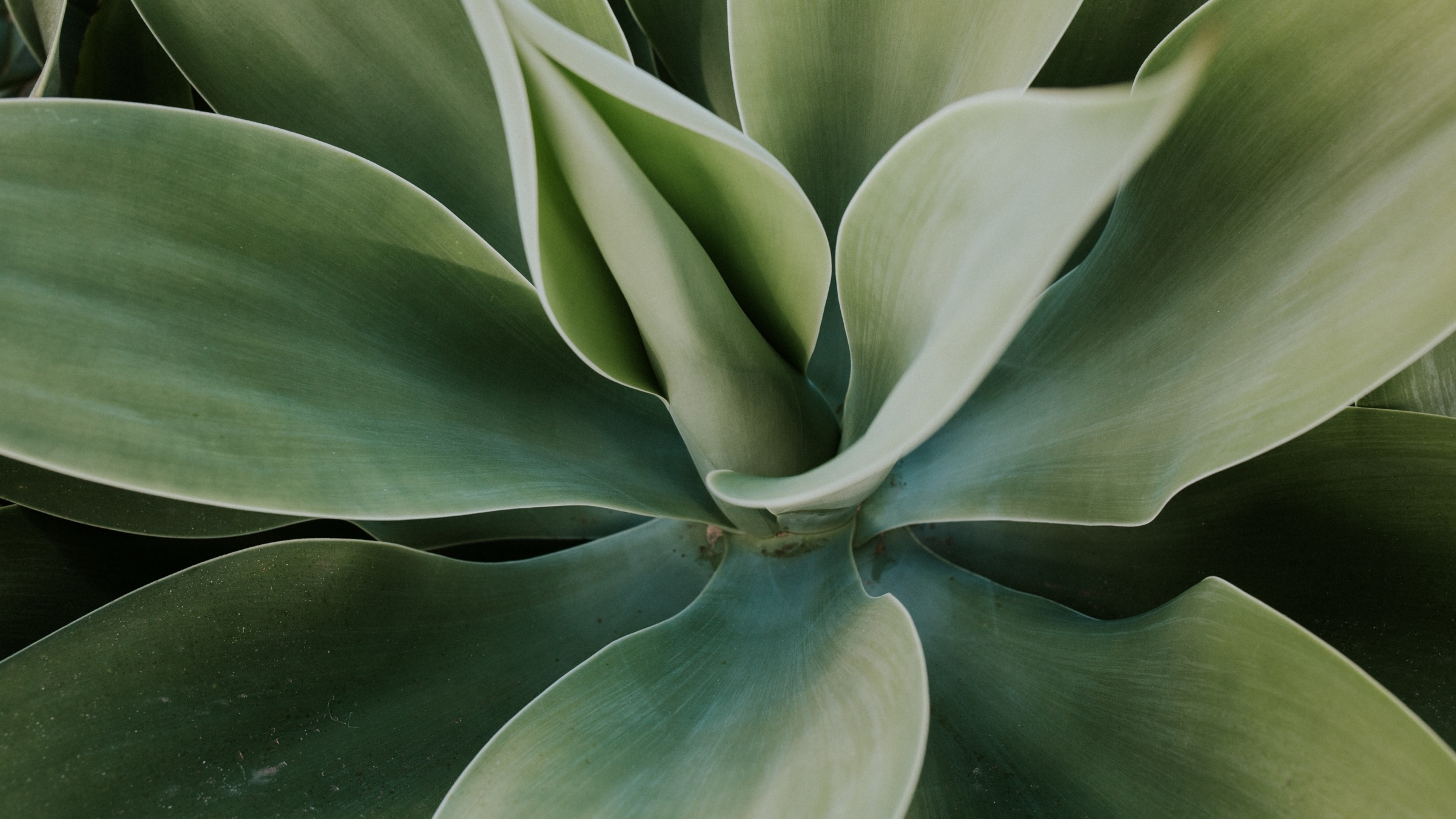 Agave von oben, ihre Blätter laufen sternförmig in der Mitte zusammen